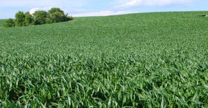 Panoramic view of cornfields