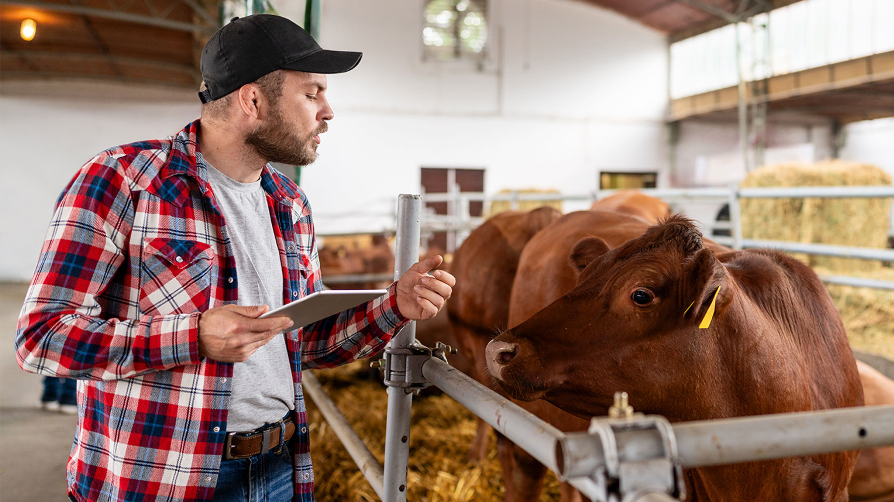 Cow share agreements work in succession planning