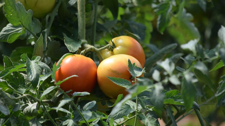 Can you nab more cash by growing tomatoes or vegetables?