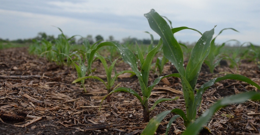 Young corn plants in field