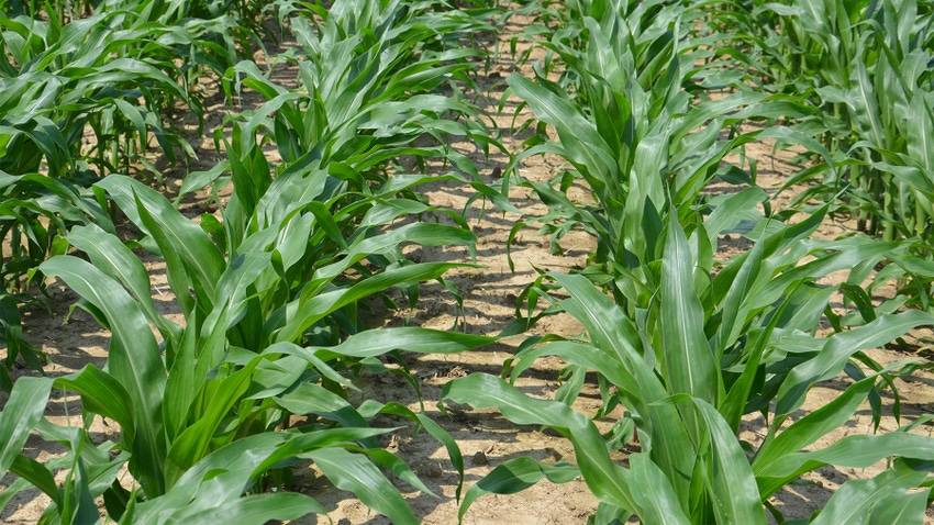 A close-up of young corn crops in a field