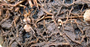 Soybean cyst nematode 