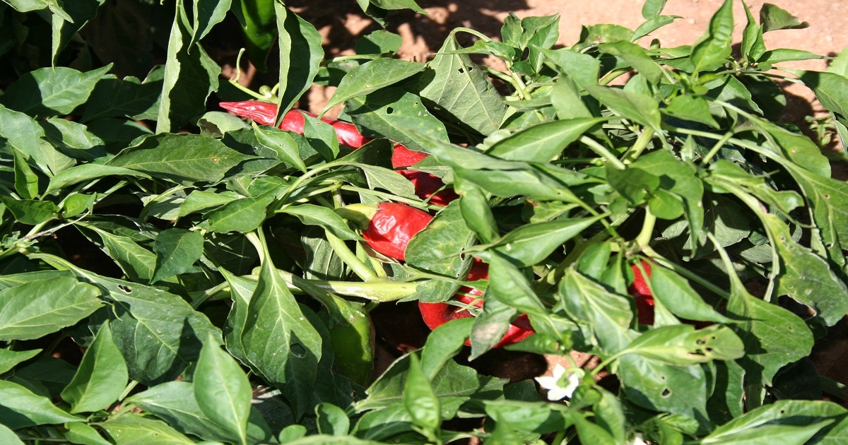 Mechanical harvest green chili Peppers . ELAD ETGAR 