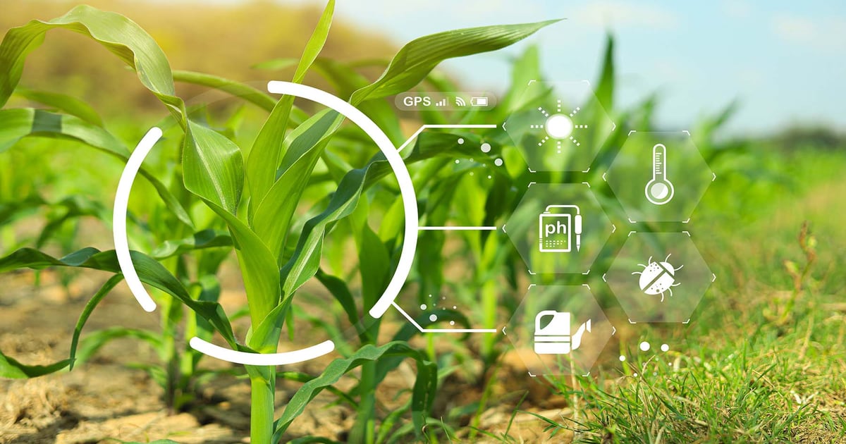 Crop ratings and satellite data paint different yield pictures