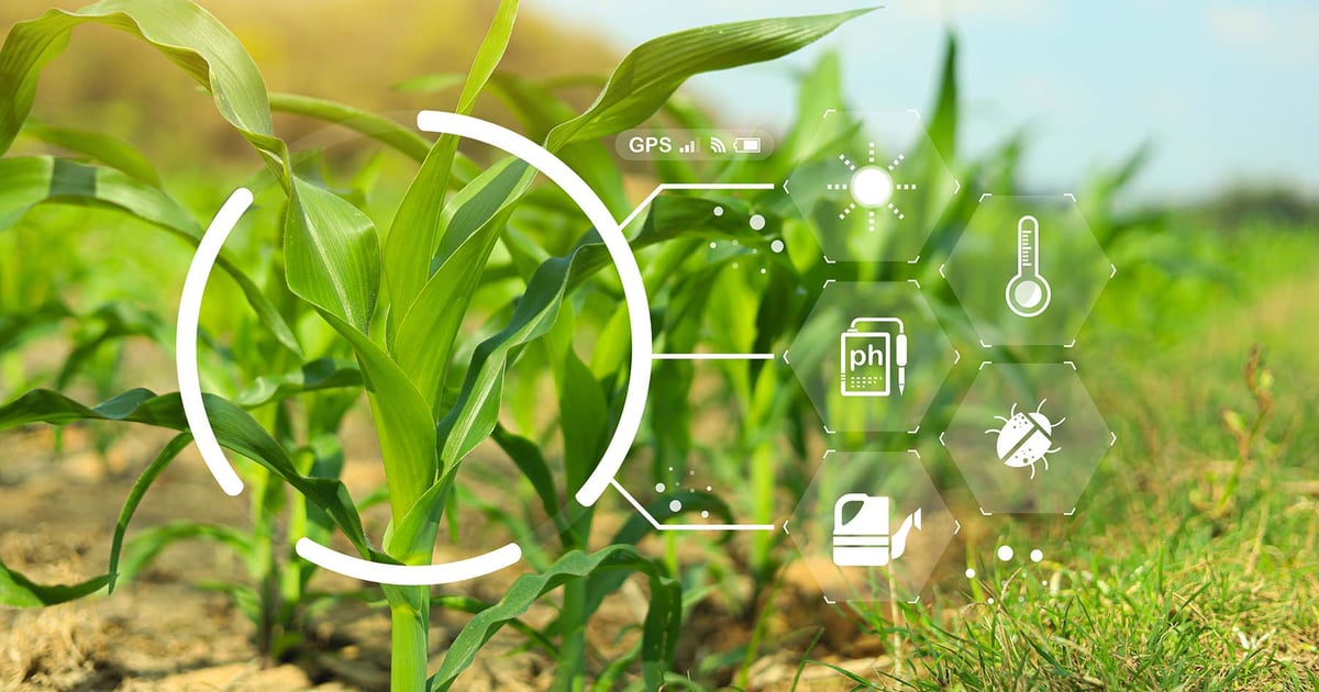 Crop ratings and satellite data paint different yield pictures