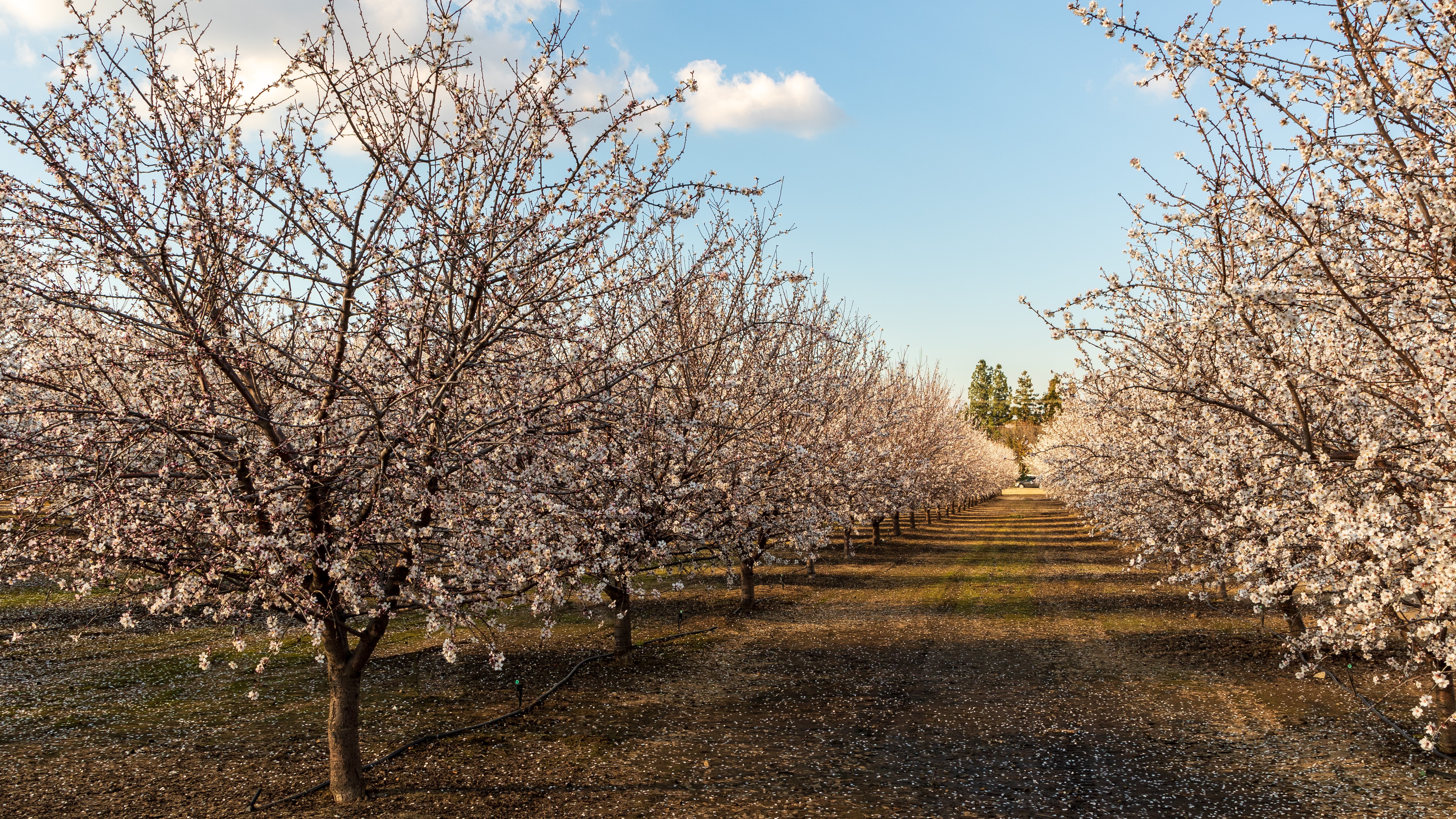Almond blossoms