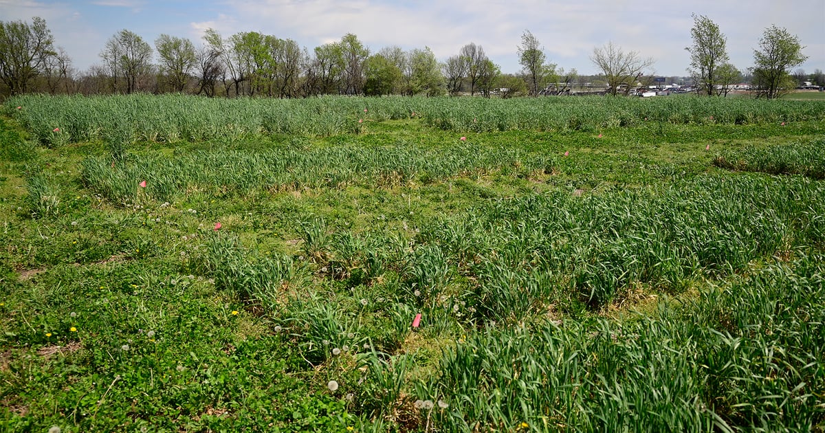 Convoy of Hope shares regenerative ag practices internationally