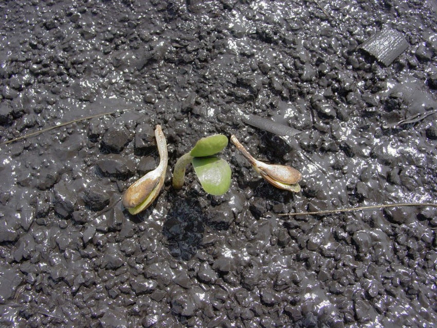 11-29-21 Corteva soybeans AGRONOMY_PHOTOS_Soybeans_8370-lowres.jpg 11-29-21 Corteva soybeans AGRONOMY_PHOTOS_Soybeans_8370-lowres.jpg