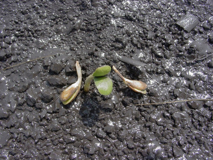 11-29-21 Corteva soybeans AGRONOMY_PHOTOS_Soybeans_8370-lowres.jpg