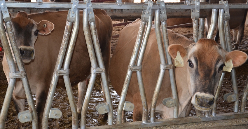 cows in feeding pen