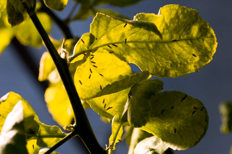 Green stems appear in soybeans again