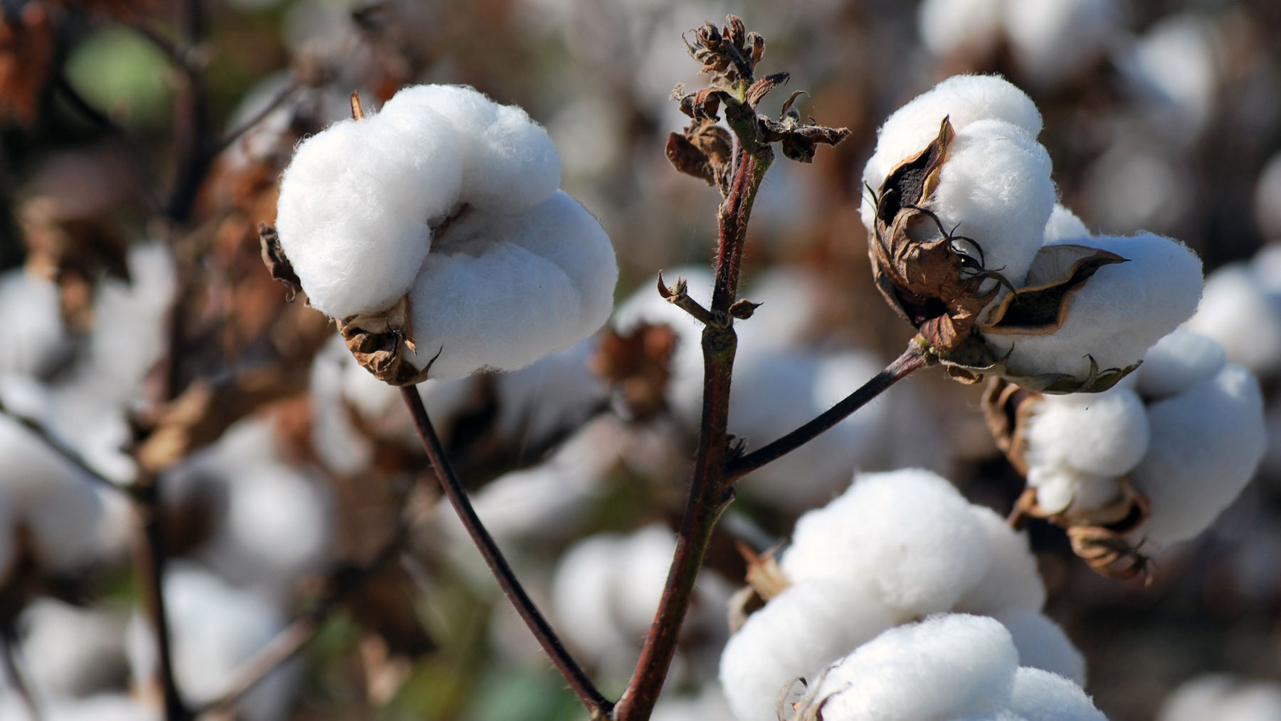 Clemson and Australia join to combat Fusarium wilt in cotton