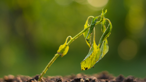 Unlocking the secrets of plant resilience