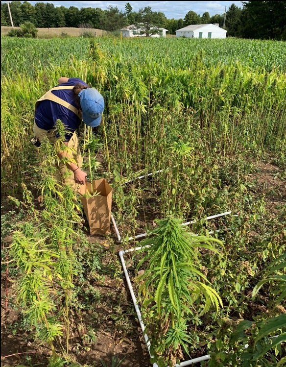 MSU staff member Hope Haumesser harvests grain hemp from a research plot at UPREC in 2019 