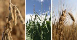 a-corn-soybeans-wheat.jpg