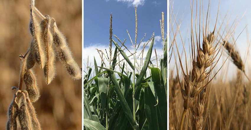 a-corn-soybeans-wheat.jpg a-corn-soybeans-wheat.jpg