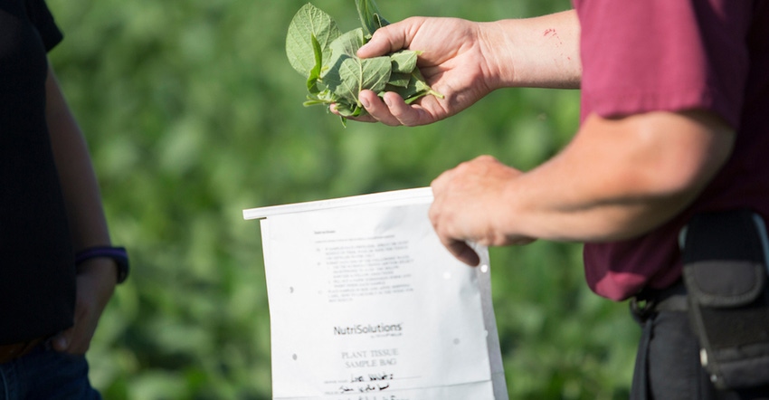 collecting tissue samples from soybeans 