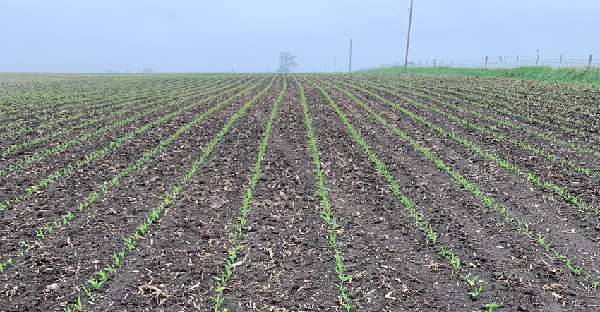 Corn seedlings which were replanted three weeks after a Memorial Day frost 