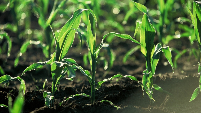 Corn plants emerging from ground, about 4 inches tall