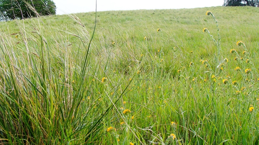 WFP-UC-california-grass.jpg WFP-UC-california-grass.jpg