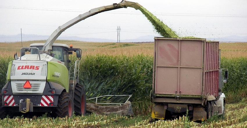 corn silage being loaded into truck