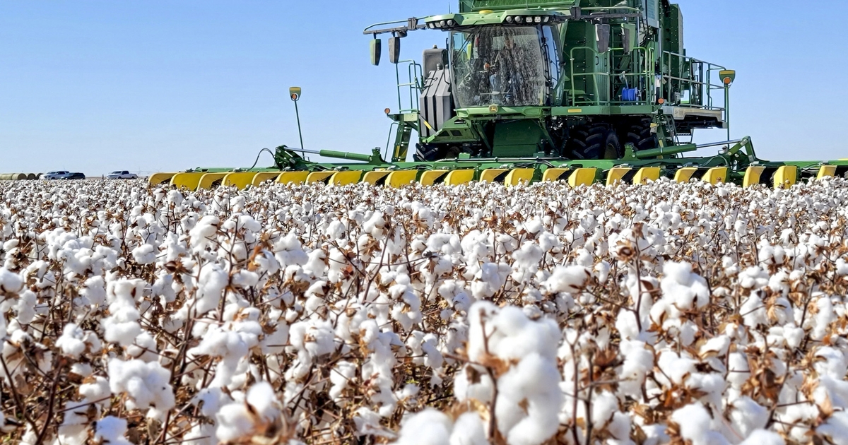 At Current Prices, Cotton Is a Speculative Market. And That's Okay. - Cotton  Grower