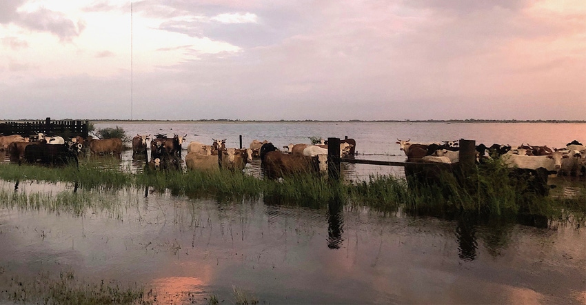 Extension-Imelda-cattle-floods-banner.jpg