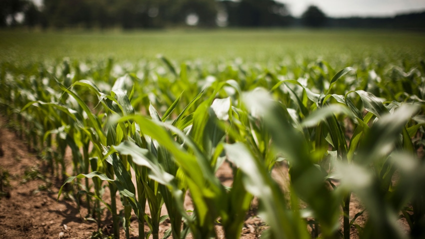 young cornfield young cornfield