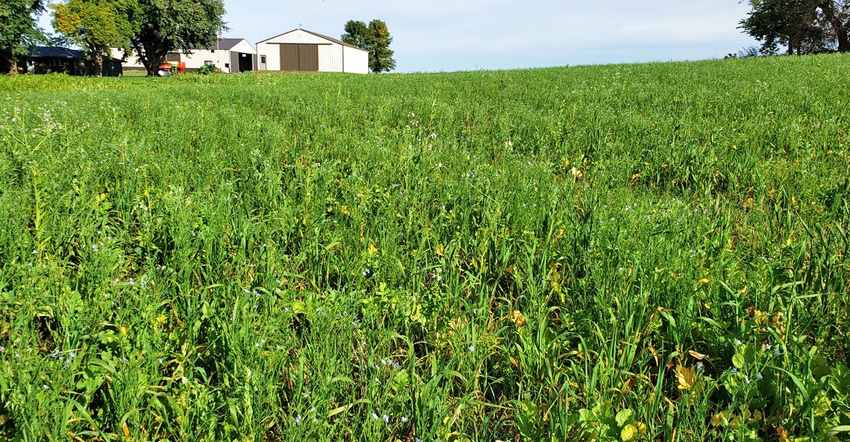 cover crop grows on Carl Eliason’s farm