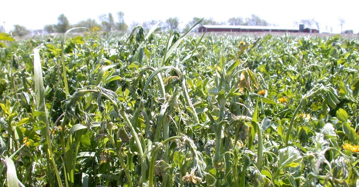Taller alfalfa shoots hit by frost may wilt if tops of shoots are killed
