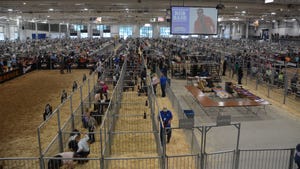  A large building used for an exhibition with pigs in individual pens
