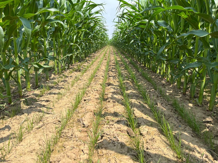 Cover crops emerging in a corn field