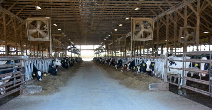 Cows are comfortable in free stalls equipped with sprinkler systems and plenty of fans 