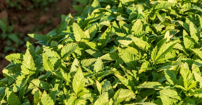 wfp-todd-fitchette-leafy-green-hemp-2.JPG wfp-todd-fitchette-leafy-green-hemp-2.JPG