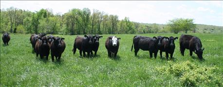 missouri_beef_prods_reject_state_checkoff_1_635972134231182722.jpg