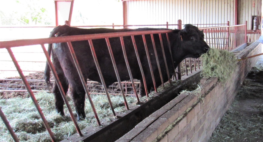 WFP-hearden-cow-feed.JPG WFP-hearden-cow-feed.JPG