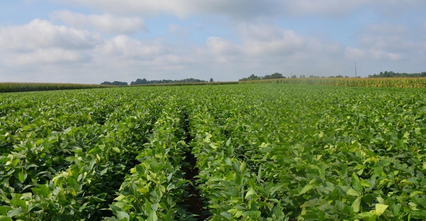 11-09-20 soybeanfield_0.jpg 11-09-20 soybeanfield_0.jpg