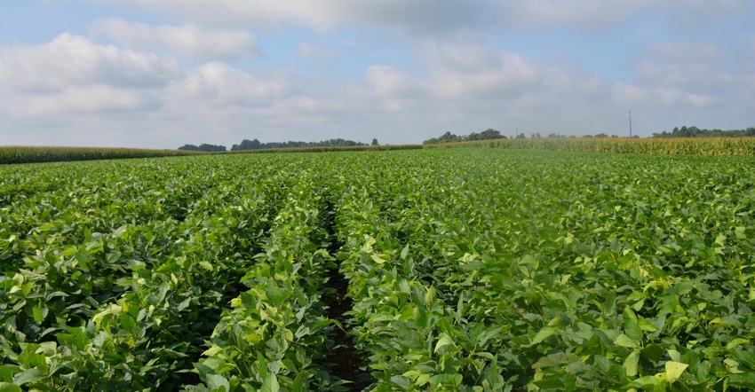 11-09-20 soybeanfield_0.jpg