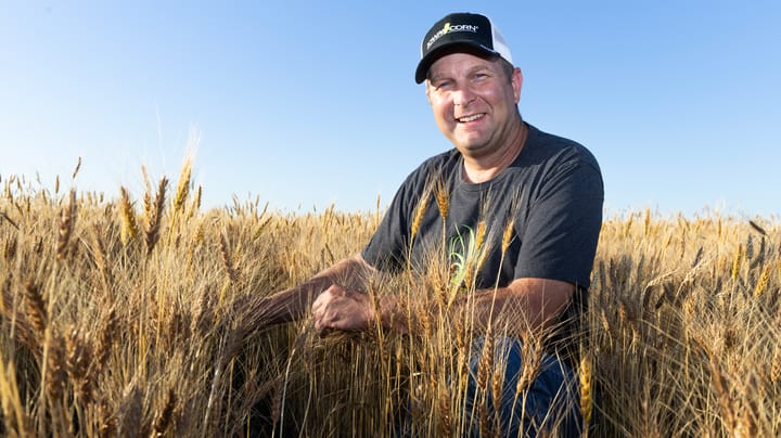 Puzzled by cover crops? How to prevail