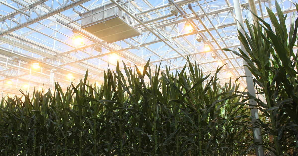 citrus plant fertiliser Citrus Alive! Citrus Fertilizer main image 1