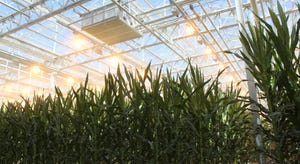 Corn growing in a greenhouse