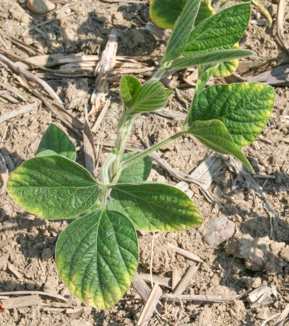 potassium deficiency symptoms in soybeans