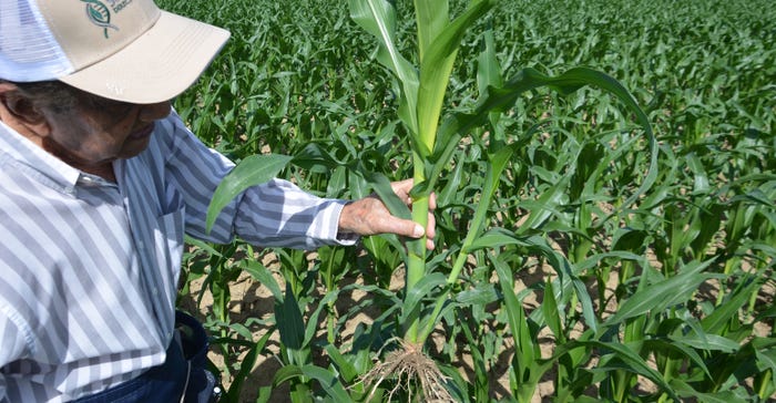 Dave Nanda inspects corn plants