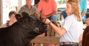A young competitor shows her cow