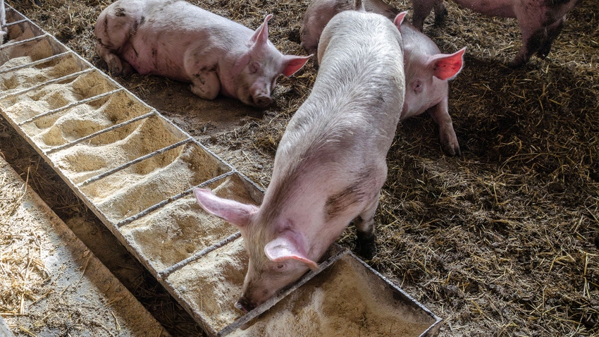 pigs in a pen sit on a bed of straw