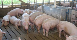 pigs in pen feeding