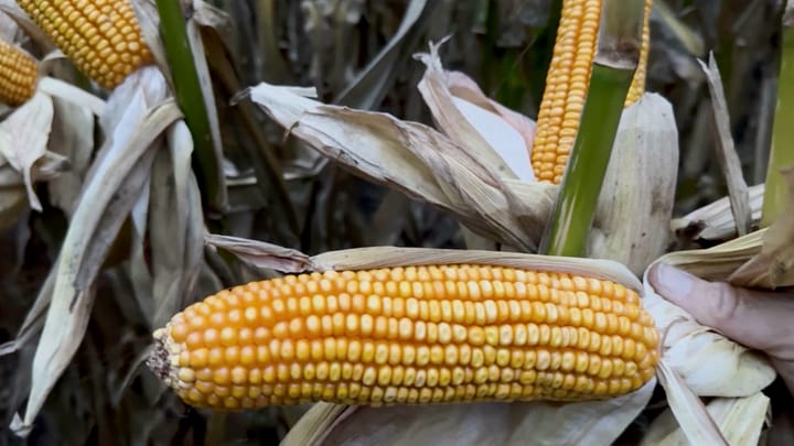 This Week in Agribusiness, October 3, 2026