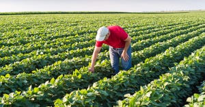 young farmer in soybean