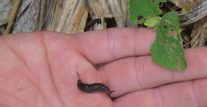 hand holding slug next to soybean leaf with damage