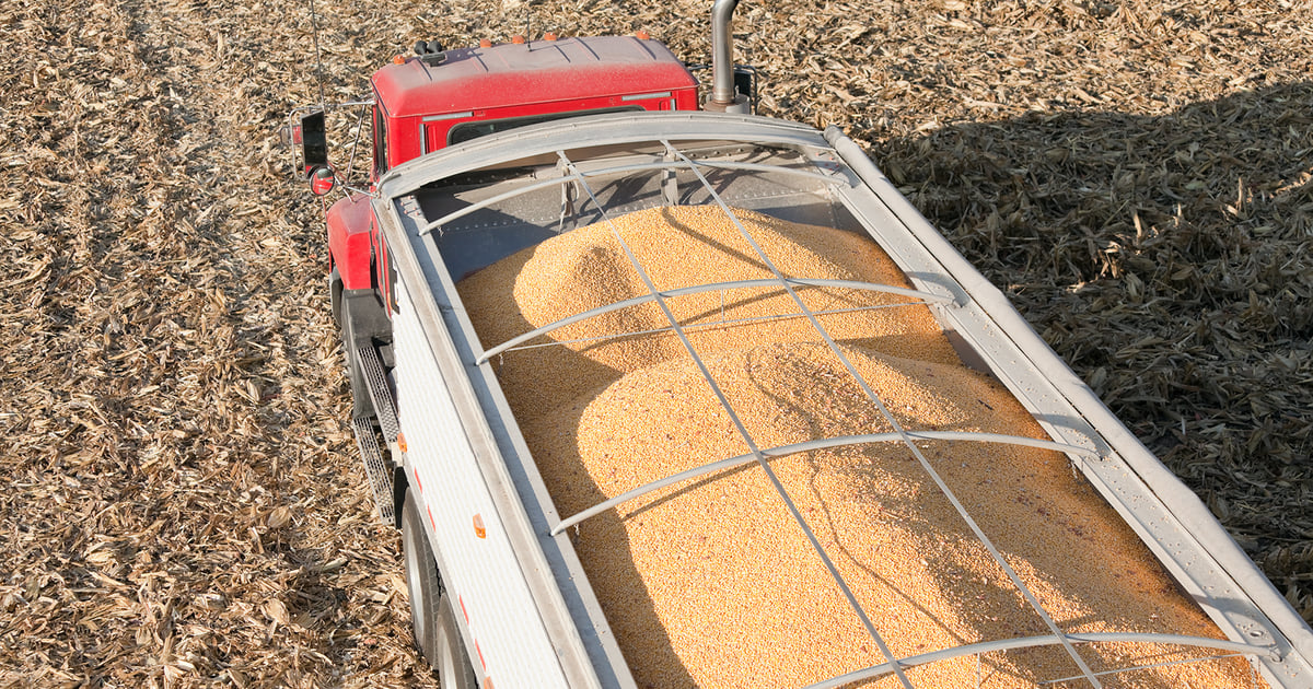 USDA August Crop Production Report known to spark wild swings